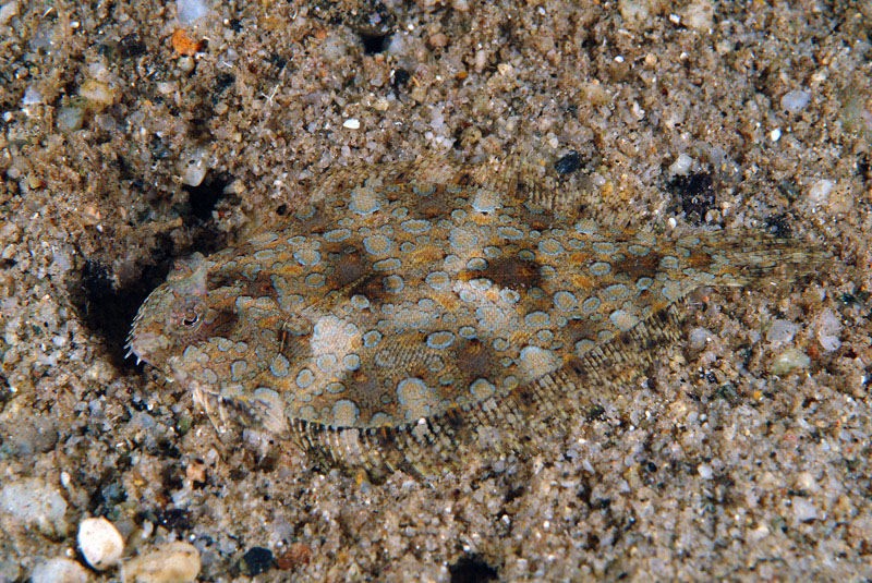 Bothus podas